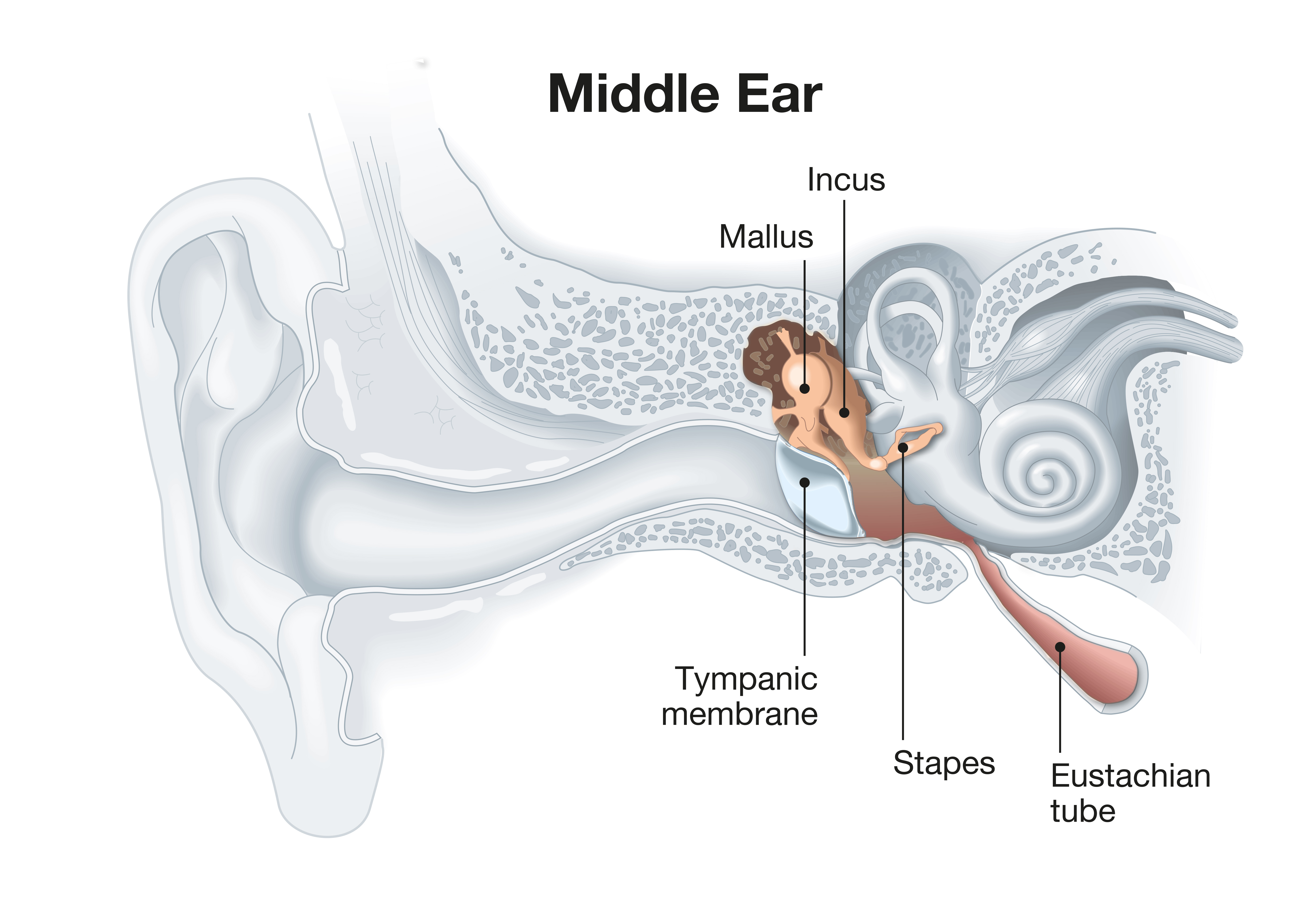 anvil ear function